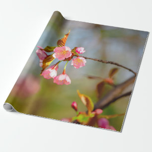 Soft roze Tender Sakura Flowers Cadeaupapier