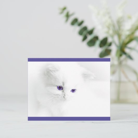 Soft White Kitten met Paarse ogen Briefkaart (Staand voorkant)