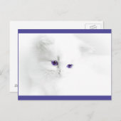 Soft White Kitten met Paarse ogen Briefkaart (Voorkant / Achterkant)