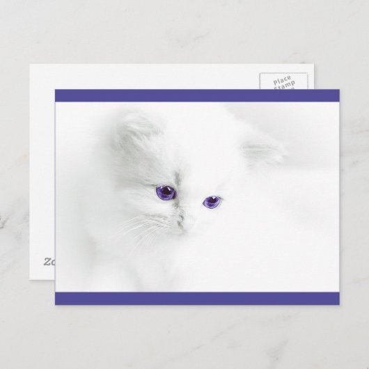 Soft White Kitten met Paarse ogen Briefkaart (Voorkant / Achterkant)