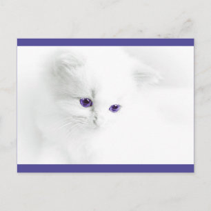 Soft White Kitten met Paarse ogen Briefkaart