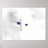 Soft White Kitten met Paarse ogen Poster (Voorkant)