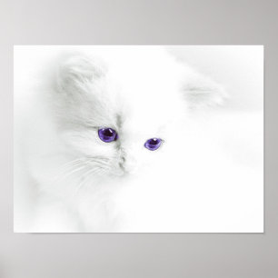 Soft White Kitten met Paarse ogen Poster