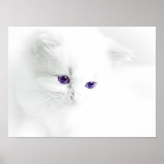 Soft White Kitten met Paarse ogen Poster (Voorkant)