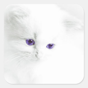 Soft White Kitten met Paarse ogen Vierkante Sticker
