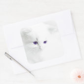 Soft White Kitten met Paarse ogen Vierkante Sticker (Envelop)