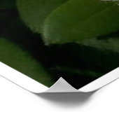 Soft White Rhododendrons Poster (Hoek)