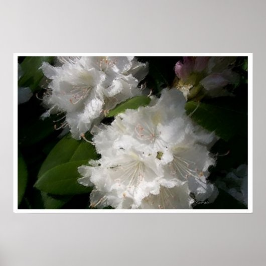 Soft White Rhododendrons Poster (Voorkant)