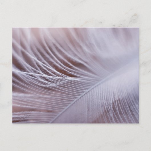 Soft white vether macrophotografie briefkaart (Voorkant)
