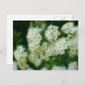 Soft Wild White Rambling Rozen Flowers Briefkaart (Voorkant / Achterkant)