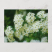 Soft Wild White Rambling Rozen Flowers Briefkaart (Voorkant)