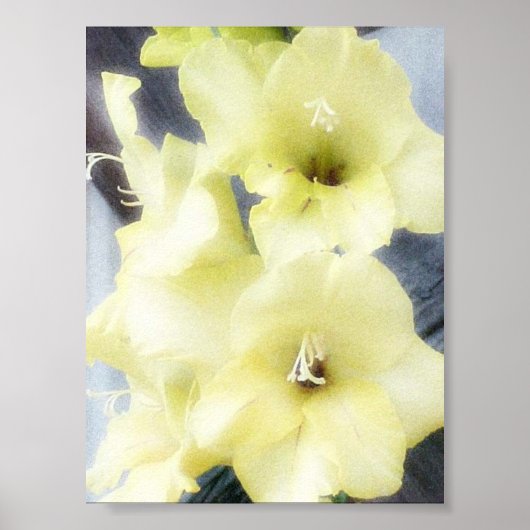 Soft Yellow Gladiolas Poster (Voorkant)