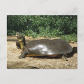 Softshell Schildpad Briefkaart (Voorkant)