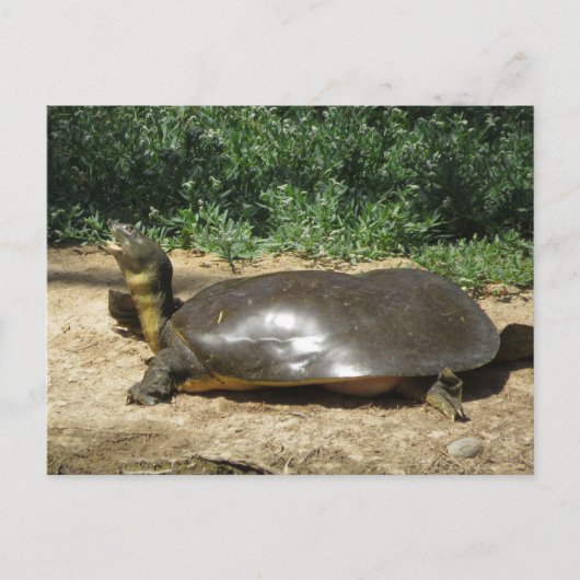 Softshell Schildpad Briefkaart (Voorkant)