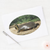 Softshell Schildpad Ovale Sticker (Envelop)