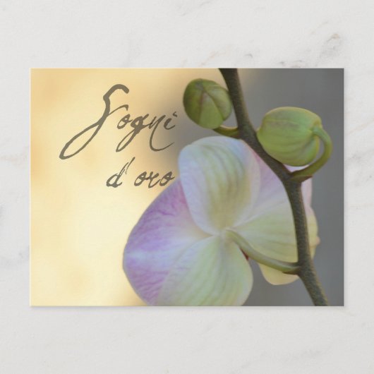 Sogni D'oro (zoete dromen) Orchid Briefkaart (Voorkant)
