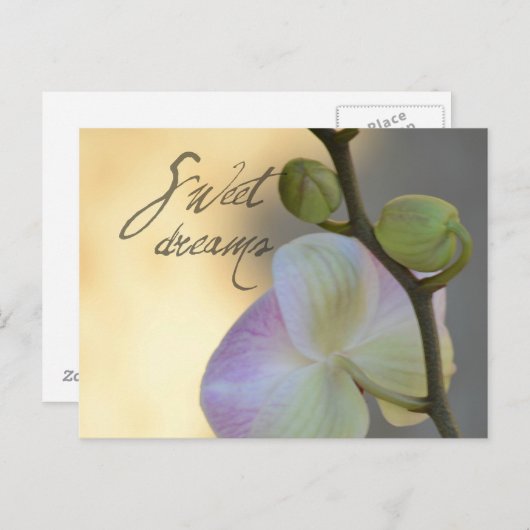 Sogni D'oro (zoete dromen) Orchidee Briefkaart (Voorkant / Achterkant)