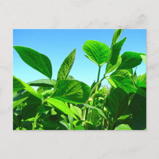 Soja Planten Groeiend Onder Blauwe Lucht Ansichtka Briefkaart