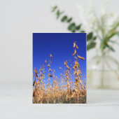 Sojabonen Briefkaart (Staand voorkant)