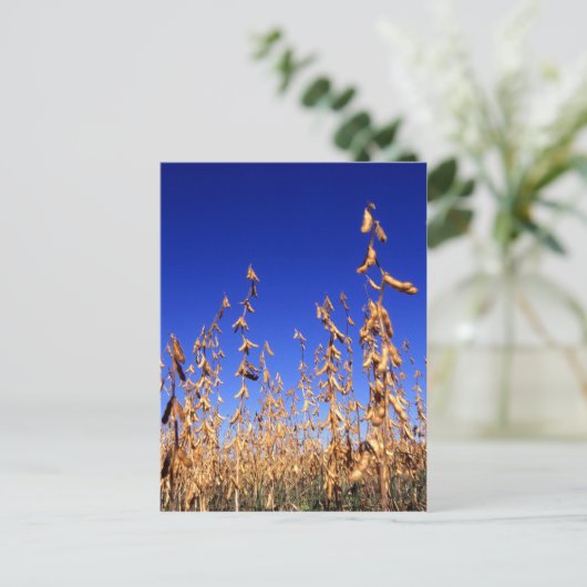 Sojabonen Briefkaart (Staand voorkant)