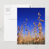 Sojabonen Briefkaart (Voorkant / Achterkant)