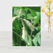 Sojabonen Kaart (Gele Bloem)