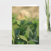 Sojabonen Kaart (Voorkant)