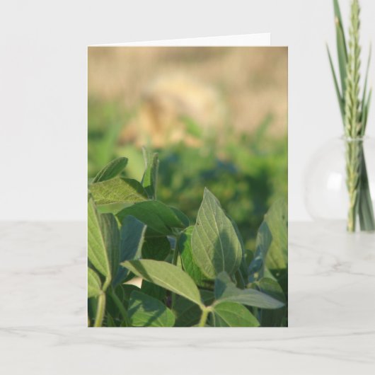 Sojabonen Kaart (Voorkant)