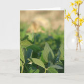 Sojabonen Kaart (Gele Bloem)