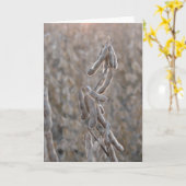 Sojabonen Kaart (Gele Bloem)