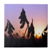 Sojabonen op Sunset Tegeltje (Voorkant)