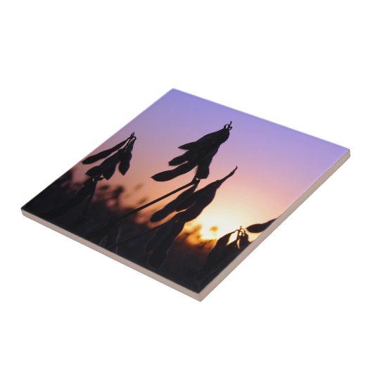 Sojabonen op Sunset Tegeltje (Zijkant)