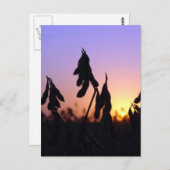 Sojabonen op zonsondergang briefkaart (Voorkant / Achterkant)