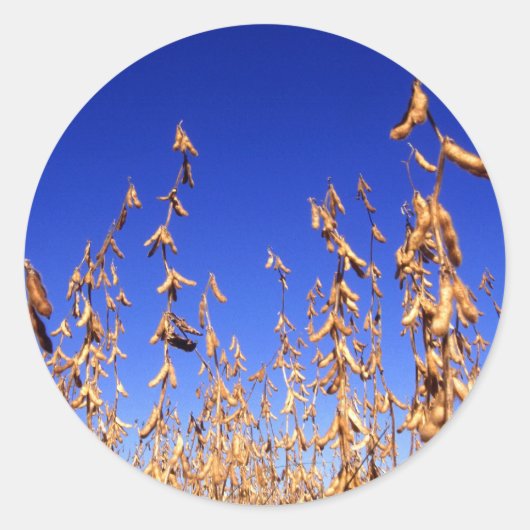 Sojabonen Ronde Sticker (Voorkant)