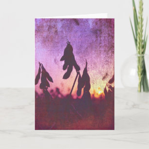 Sojaboon Sunset Grunge Kaart