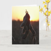 Sojaboon Sunset Kaart (Gele Bloem)