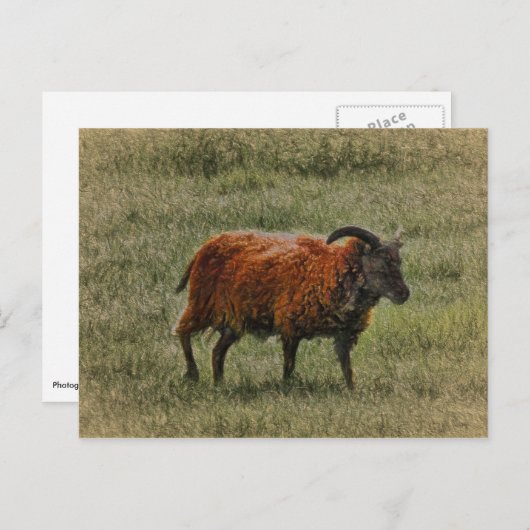 sojaschaap briefkaart (Voorkant / Achterkant)