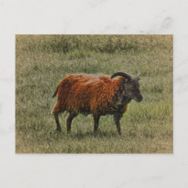 sojaschaap briefkaart