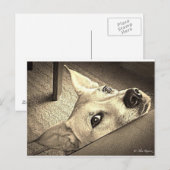 Sokka Davis Briefkaart (Voorkant / Achterkant)