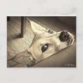 Sokka Davis Briefkaart (Voorkant)