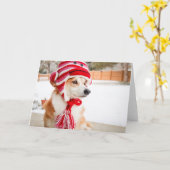 Sokken aap hoed Corgi blanco wenskaart Kaart (Gele Bloem)