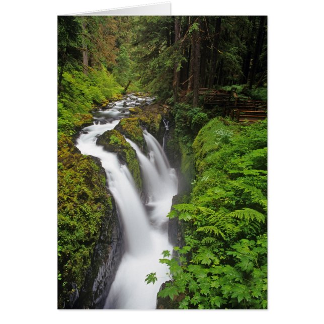 Sol Duc Falls in Olympic National Park in (Voorkant)