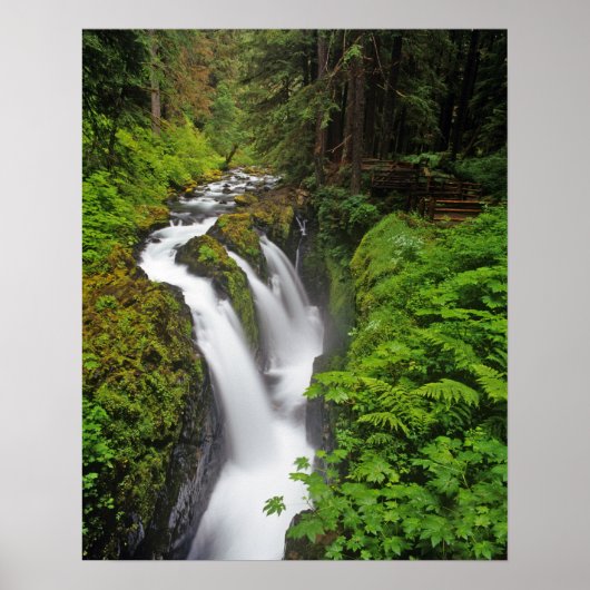Sol Duc Falls in Olympic National Park in Poster (Voorkant)