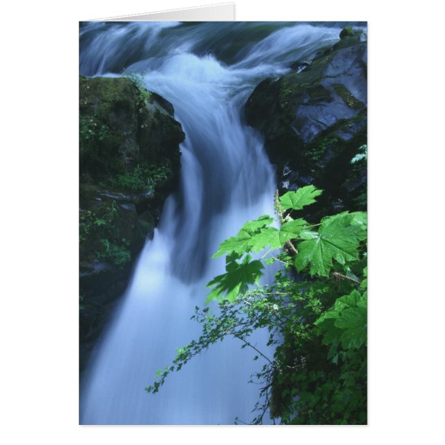 Sol Duc Herfsten 2 (Voorkant)