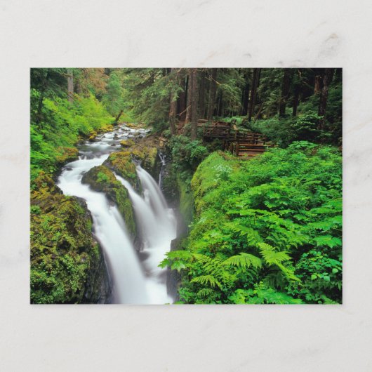 Sol Duc-Herfsten in het Nationaal Park van de Olym Briefkaart (Voorkant)