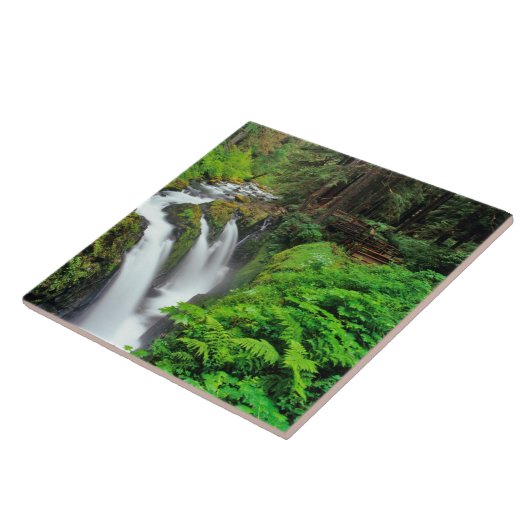 Sol Duc-Herfsten in het Nationaal Park van de Olym Tegeltje (Zijkant)