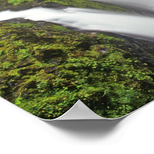 Sol Duc-Herfsten in het Nationaal Park van het Oly Poster (Hoek)