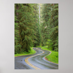 Sol Duc River Road door het bos Poster