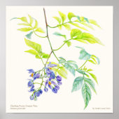 Solanum jasminoide botanische poster (Voorkant)