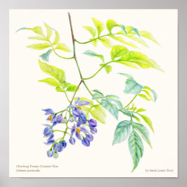 Solanum jasminoide botanische poster